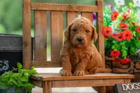 Poppie, a female Goldendoodle for sale in Waco, TX – 1 of 9
