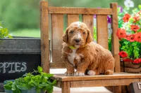 Teddy, a male Goldendoodle for sale in Waco, TX – 5 of 10