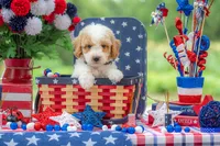 Sterling, a male Goldendoodle for sale in Waco, TX – 5 of 10