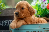 Artie, a male Goldendoodle for sale in Waco, TX – 7 of 7