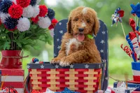 Teddy, a male Goldendoodle for sale in Waco, TX – 5 of 10
