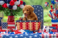 Colt, a male Goldendoodle for sale in Waco, TX – 2 of 10