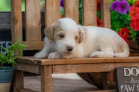Bonnie, a female Goldendoodle for sale in Waco, TX – 5 of 10