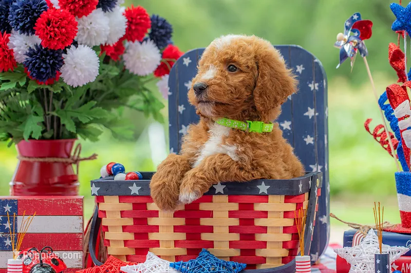 Teddy – Goldendoodle puppy for sale in Waco, TX