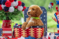 Teddy, a male Goldendoodle for sale in Waco, TX – 4 of 10