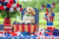Benny, a male Goldendoodle for sale in Waco, TX – 10 of 10