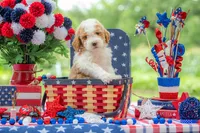 Dolly, a female Goldendoodle for sale in Waco, TX – 10 of 10
