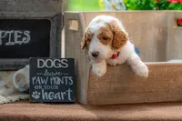 Ruby, a female Goldendoodle for sale in Waco, TX – 4 of 7
