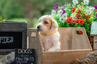 Willow, a female Goldendoodle for sale in Waco, TX – 6 of 10