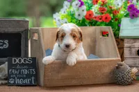 Rusty, a male Goldendoodle for sale in Waco, TX – 6 of 10