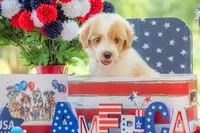 Toby, a male Goldendoodle for sale in Waco, TX – 3 of 10