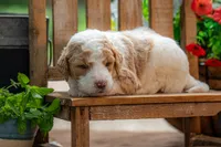 Benny, a male Goldendoodle for sale in Waco, TX – 3 of 6