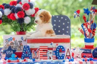 Henry, a male Goldendoodle for sale in Waco, TX – 7 of 10