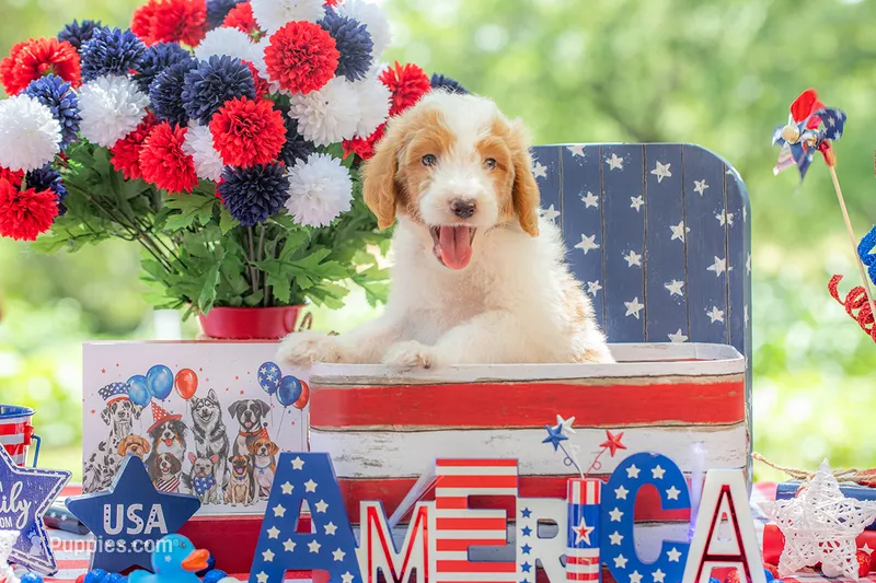 Henry – Goldendoodle puppy for sale in Waco, TX