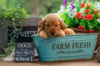 Artie, a male Goldendoodle for sale in Waco, TX – 4 of 7