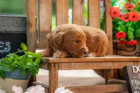 Colt, a male Goldendoodle for sale in Waco, TX – 8 of 10