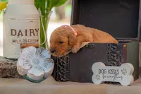 Sadie, a female Goldendoodle for sale in Waco, TX – 3 of 9