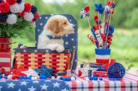 Sterling, a male Goldendoodle for sale in Waco, TX – 3 of 10