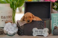 Sadie, a female Goldendoodle for sale in Waco, TX – 8 of 9