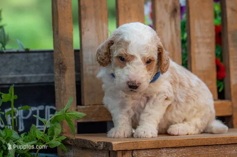 Sterling – Goldendoodle puppy for sale in Waco, TX
