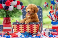 Colt, a male Goldendoodle for sale in Waco, TX – 10 of 10