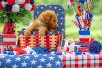Colt, a male Goldendoodle for sale in Waco, TX – 6 of 10