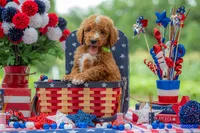 Teddy, a male Goldendoodle for sale in Waco, TX – 6 of 10