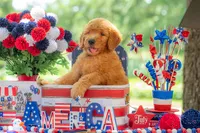 Tommee, a male Goldendoodle for sale in Waco, TX – 10 of 10