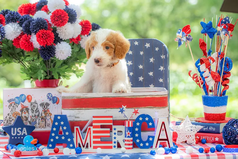 Henry – Goldendoodle puppy for sale in Waco, TX