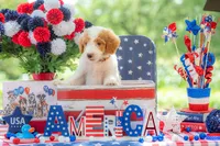 Henry, a male Goldendoodle for sale in Waco, TX – 10 of 10