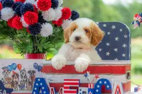 Ivy, a female Goldendoodle for sale in Waco, TX – 5 of 10