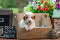 Blue, a male Goldendoodle for sale in Waco, TX – 6 of 8