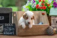 Blue, a male Goldendoodle for sale in Waco, TX – 3 of 8