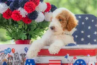 Rusty, a male Goldendoodle for sale in Waco, TX – 9 of 10