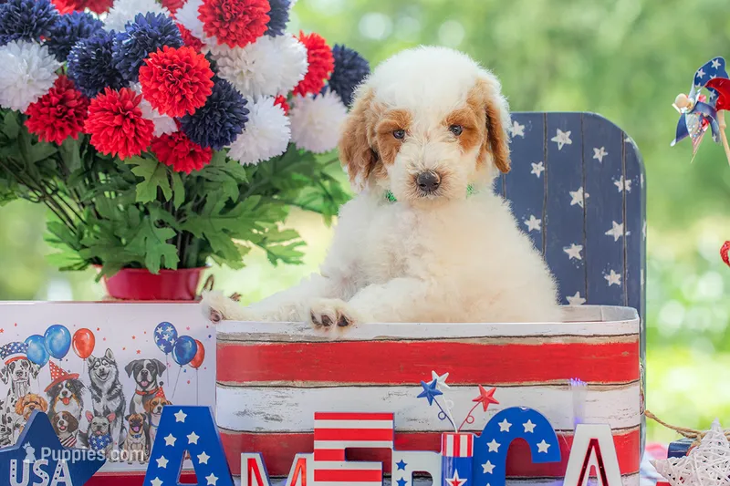 Blue – Goldendoodle puppy for sale in Waco, TX