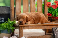 Sammie, a female Goldendoodle for sale in Waco, TX – 4 of 9