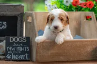Rusty, a male Goldendoodle for sale in Waco, TX – 7 of 10