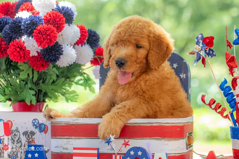 Tommee – Goldendoodle puppy for sale in Waco, TX