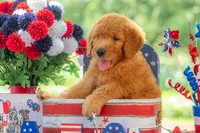 Tommee, a male Goldendoodle for sale in Waco, TX – 2 of 10