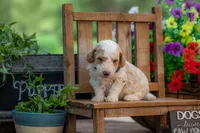 Sterling, a male Goldendoodle for sale in Waco, TX – 7 of 10