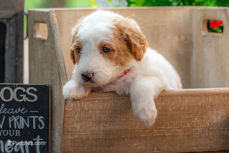 Ivy – Goldendoodle puppy for sale in Waco, TX