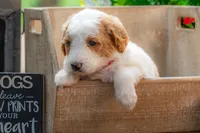 Ivy, a female Goldendoodle for sale in Waco, TX – 1 of 9
