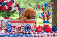 Baron, a male Goldendoodle for sale in Waco, TX – 7 of 10