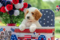 Ivy, a female Goldendoodle for sale in Waco, TX – 2 of 10