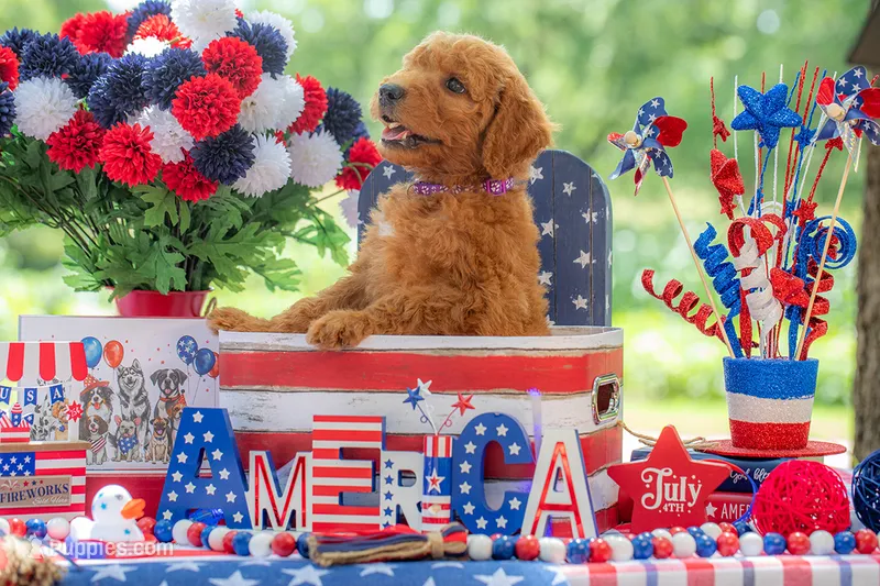 Baron, a male Goldendoodle for sale in Waco, TX – 1 of 10