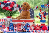 Baron, a male Goldendoodle for sale in Waco, TX – 1 of 10