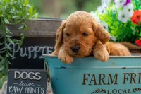 Artie, a male Goldendoodle for sale in Waco, TX – 3 of 7