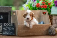 Henry, a male Goldendoodle for sale in Waco, TX – 9 of 10