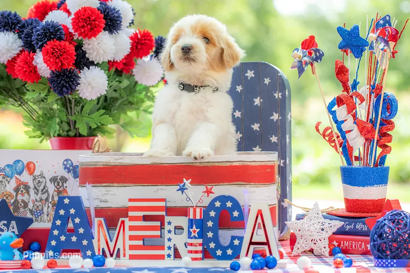 Toby – Goldendoodle puppy for sale in Waco, TX