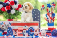 Toby, a male Goldendoodle for sale in Waco, TX – 1 of 10